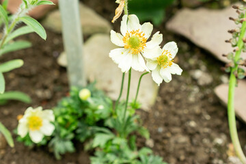 Anemone Palmata plant in Saint Gallen in Switzerland 9.5.25