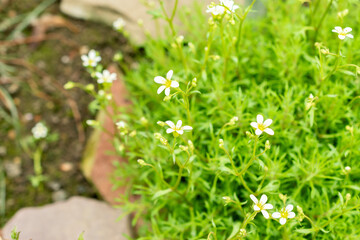 Saxifraga Continentalis plant in Saint Gallen in Switzerland 9.5.25