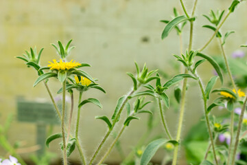 Spiny starwort or Pallenis Spinosa plant in Saint Gallen in Switzerland 9.5.25