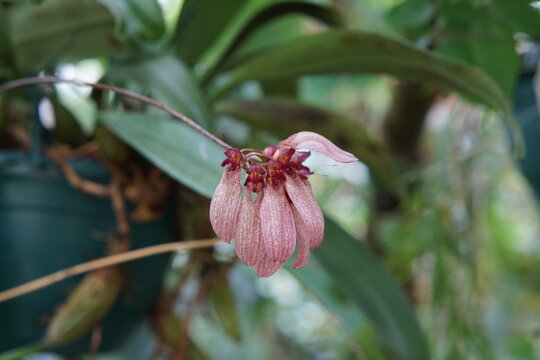 Bulbophyllum longiflorum Thouars, orchid, Pale umbrella orchid, tropical flower, cambridge, cambridge botanic garden, summer garden, glasshouse, greenhouse, May 2025