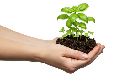 Isolated hands holding basil sprouts