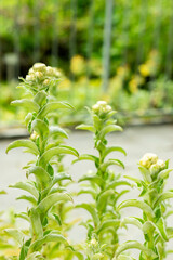 Obraz premium Helichrysum Foetidum plant in Saint Gallen in Switzerland 9.5.25