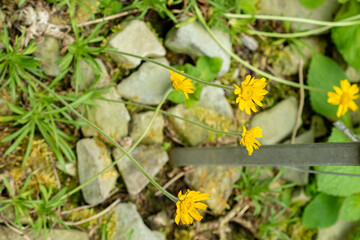 Butte marigold or Hymenoxys Acaulis plant in Saint Gallen in Switzerland 9.5.25