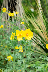 Mexican tulip poppy or Hunnemannia Fumariifolia plant in Saint Gallen in Switzerland 9.5.25