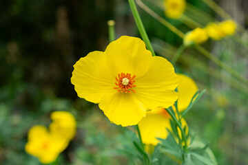 Mexican tulip poppy or Hunnemannia Fumariifolia plant in Saint Gallen in Switzerland 9.5.25