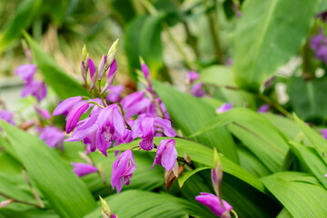 Chinese ground orchid or Bletilla Striata plant in Saint Gallen in Switzerland 9.5.25