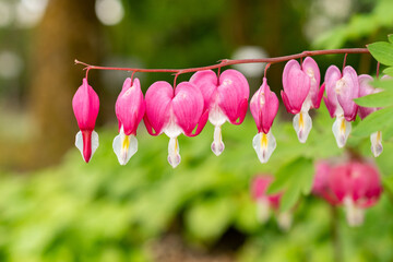 Bleeding heart or Dicentra Spectabilis plant in Saint Gallen in Switzerland 9.5.25