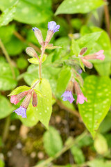 Pulmonaria Affinis plant in Saint Gallen in Switzerland 9.5.25