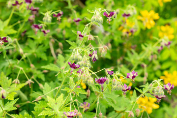 Geranium Reflexum plant in Saint Gallen in Switzerland 9.5.25