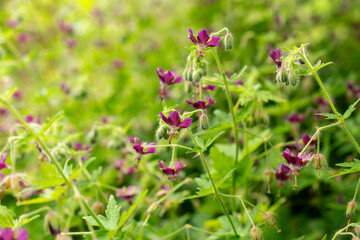 Geranium Reflexum plant in Saint Gallen in Switzerland 9.5.25