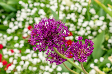 Allium plant in Saint Gallen in Switzerland 9.5.25