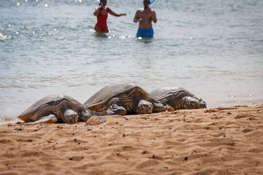 Three basking Hawaiian green sea turtles at Poipu Beach on the island of Kauai, Hawaii, USA