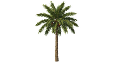Obraz premium Isolated Palm Tree