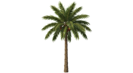 Isolated Palm Tree