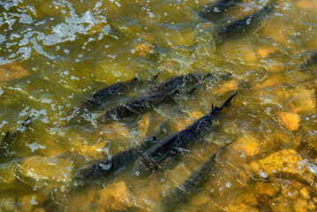 Lake Sturgeon Spawning At The Fox River Dam And Rapids At De Pere, Wisconsin, In Spring