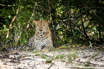Leopard on sand, wilpattu srilanka