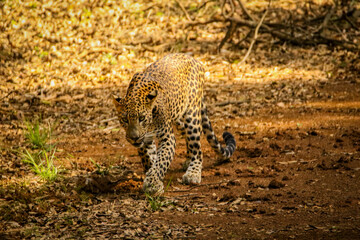 Leopard, Wilpattu Srilanka