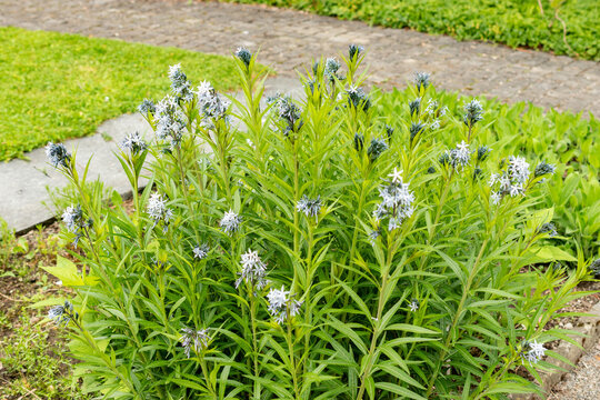 Amsonia Illustris plant in Saint Gallen in Switzerland 9.5.25