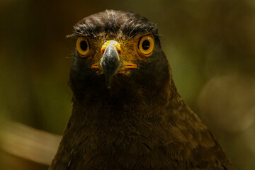 Crested serpent eagle in extream closeup