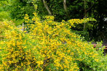 Scorpion senna or Hippocrepis Emerus plant in Saint Gallen in Switzerland 9.5.25