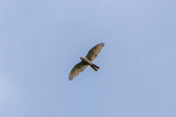 飛翔するサシバ