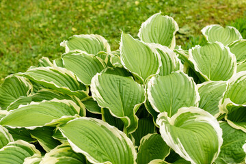 Siebolds plantain lily or Hosta Crispula plant in Saint Gallen in Switzerland 9.5.25