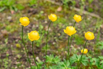 Obraz premium Globe flower or Trollius Europaeus plant in Saint Gallen in Switzerland 9.5.25