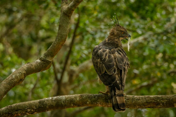 Crested Hawk eagle, Wilpattu, srilanka