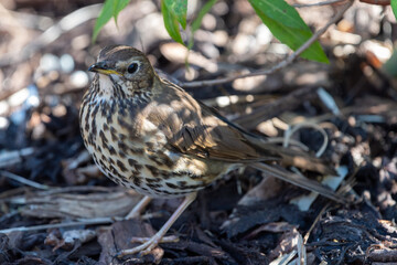 Close up of a song thrush (turdus philomelos)