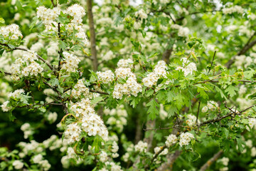 Common hawthorn or Crataegus Monogyna plant in Saint Gallen in Switzerland 9.5.25