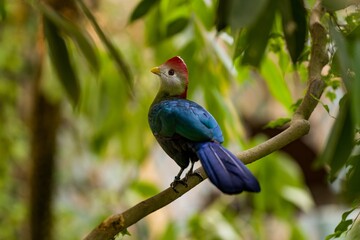 Violet Turaco perched on a tree branch in tropical rainforest