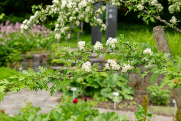Common hawthorn or Crataegus Monogyna plant in Saint Gallen in Switzerland 9.5.25