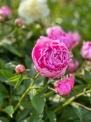 Pink peony is the garden, close up 