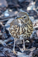 Close up of a song thrush (turdus philomelos)