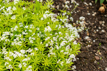 Sweet woodruff or Galium Odoratum plant in Saint Gallen in Switzerland 9.5.25