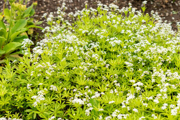 Sweet woodruff or Galium Odoratum plant in Saint Gallen in Switzerland 9.5.25