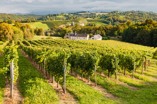 Gan, France - December 31, 2018: Jurancon vineyard, hill covered with vines, neat rows of vineyard under warm afternoon light, sweet white wine from the AOC Jurancon, French Pyrenees