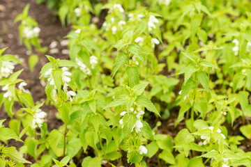 White dead nettle or Lamium Album plant in Saint Gallen in Switzerland 9.5.25