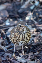 Close up of a song thrush (turdus philomelos)