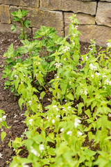 White dead nettle or Lamium Album plant in Saint Gallen in Switzerland 9.5.25
