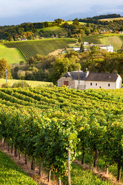 Gan, France - December 31, 2018: Jurancon vineyard, hill covered with vines, neat rows of vineyard under warm afternoon light, sweet white wine from the AOC Jurancon, French Pyrenees