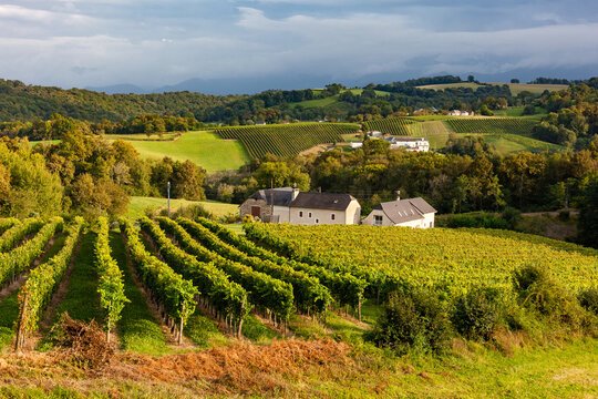 Gan, France - December 31, 2018: Jurancon vineyard, hill covered with vines, neat rows of vineyard under warm afternoon light, sweet white wine from the AOC Jurancon, French Pyrenees
