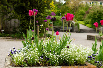 Tulip flowers in Saint Gallen in Switzerland 9.5.25