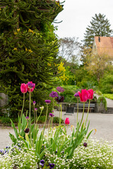 Tulip and Allium plants in Saint Gallen in Switzerland 9.5.25