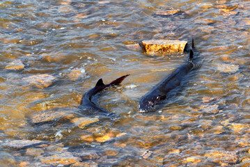 Lake Sturgeon Spawning At The Fox River Dam And Rapids At De Pere, Wisconsin, In Spring