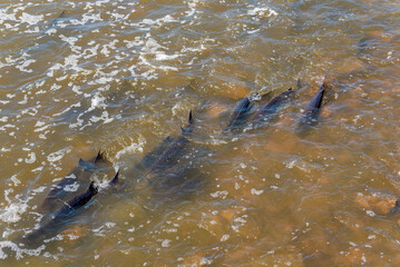 Lake Sturgeon Spawning At The Fox River Dam And Rapids At De Pere, Wisconsin, In Spring