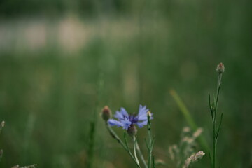 Blue cornflowers against the background of a green field. Photo 3