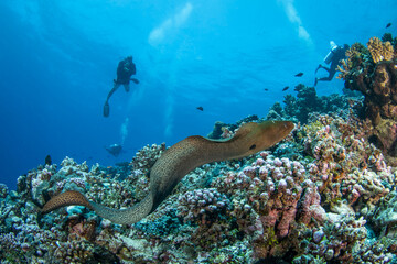 Moray eel, French Polynesia