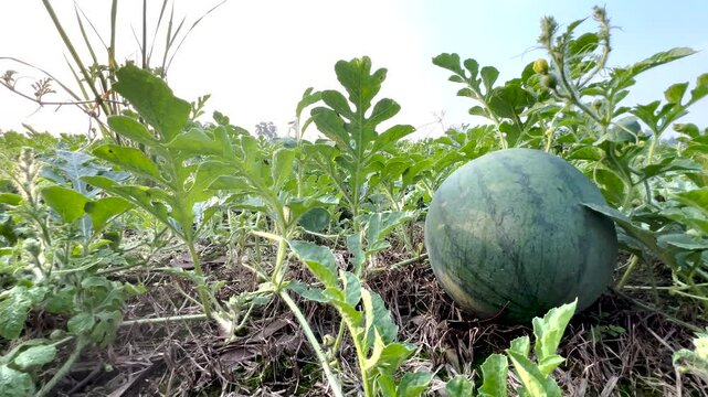 Watermelon in Field.