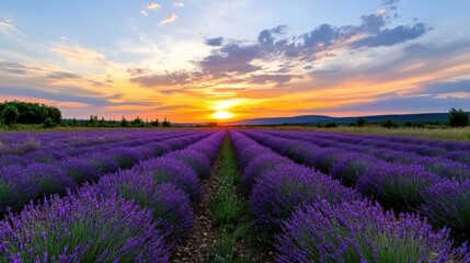 Fototapeta premium Purple lavender flowers stretch across rows, creating a stunning sight under a colorful sunset. The serene landscape invites relaxation and appreciation of nature's beauty.